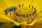 Green Bee On A Yellow Flower_DSCF05567